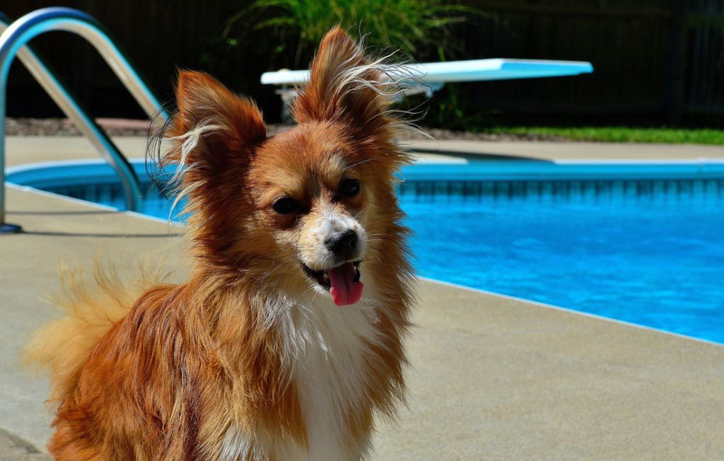 Cani in piscina